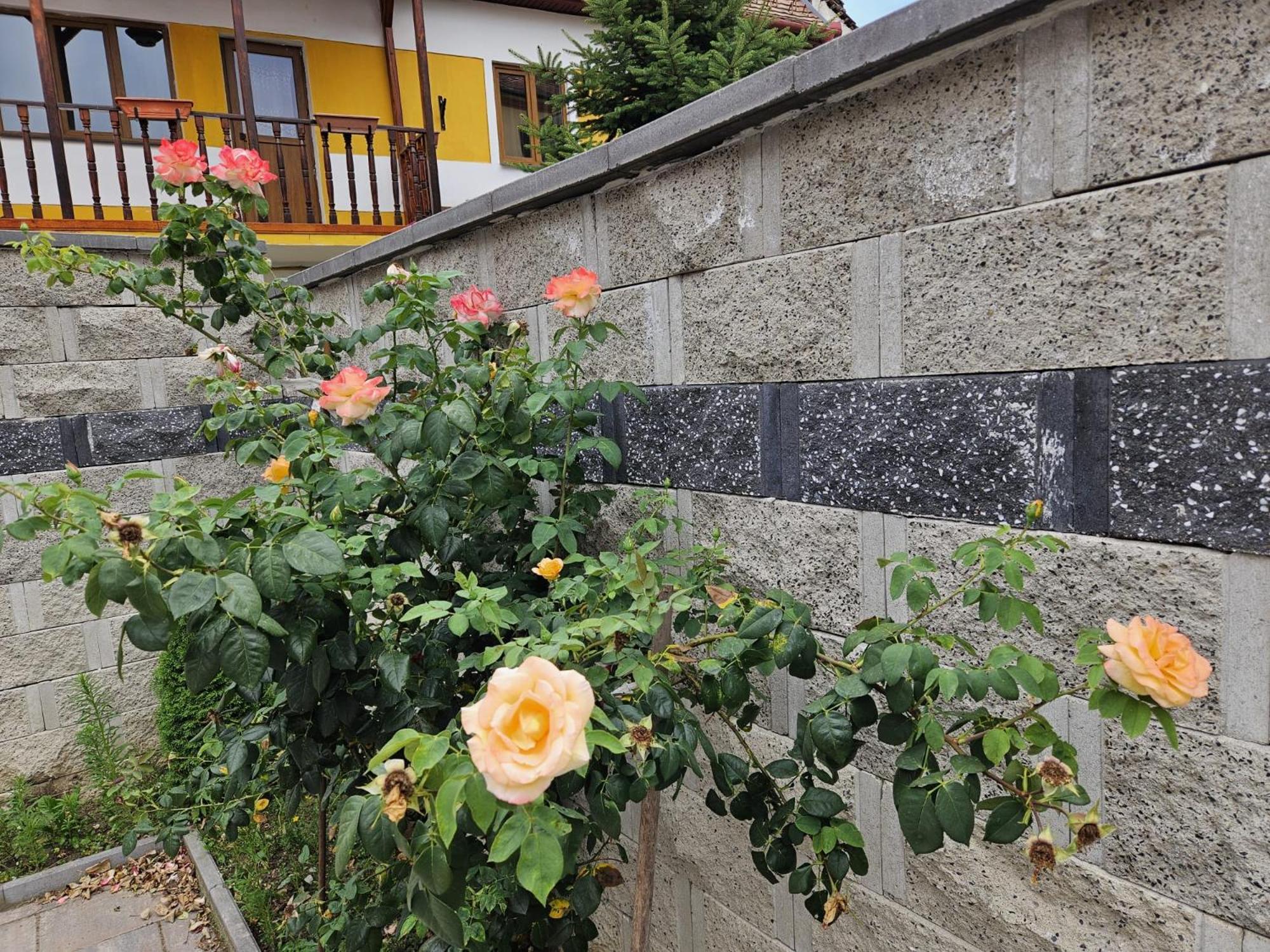 Casa Raduly - Apartament Demisol Sibiu Exterior foto